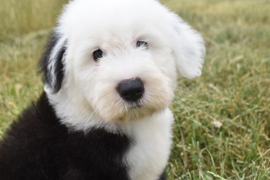 STANLEY  KC Registered Old English Sheepdog READY NOW