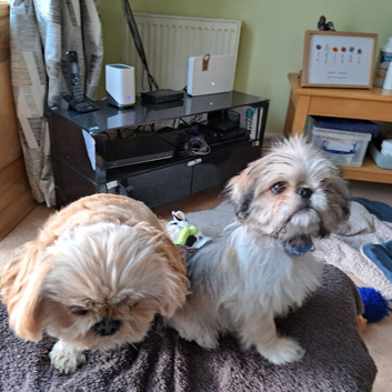 Boy Pugzu for sale