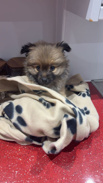 Teacup Pomeranian female