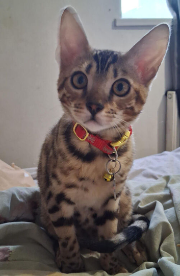 Female bengal kitten