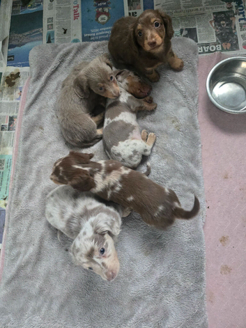 Miniature dachshund puppies