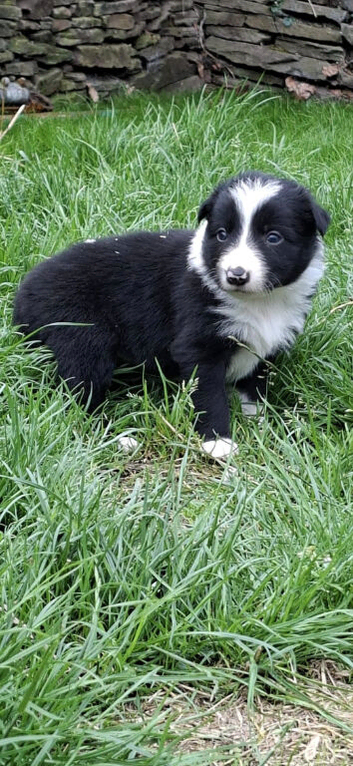 Gorgeous traditional collie pups for sale