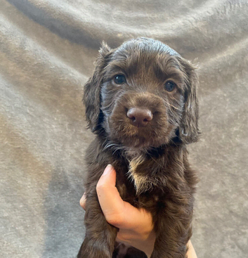 Working Cocker Spaniel puppies