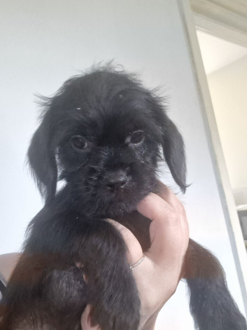 Beautiful Cavapoo
