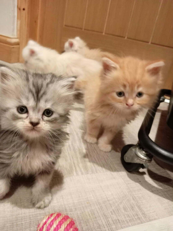 6 loively kittens