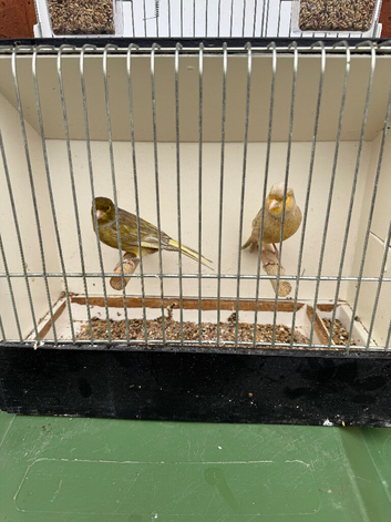 Jaspe Canaries
