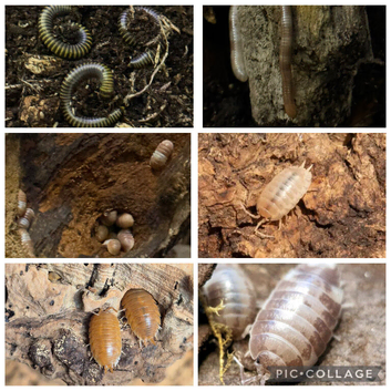 Bumblebee & burmese beauty millipedes and isopods bundle x 25