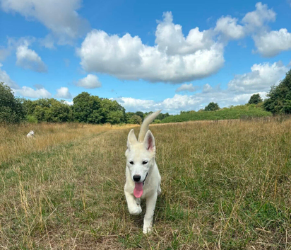 White female Husky pup. Last wee girl left.