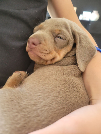 Adorable miniature smooth haired dachshund