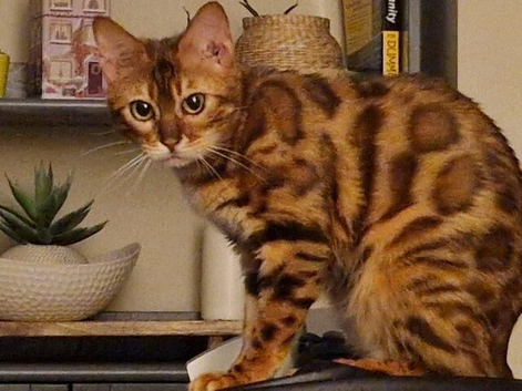 bengal girl