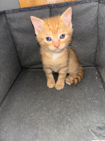 1 male ginger kitten