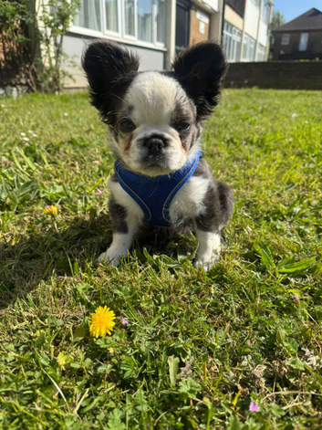 Monroe