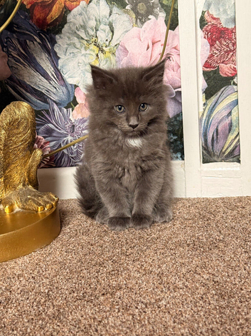 Beautiful fluffy Ragcoon kittens