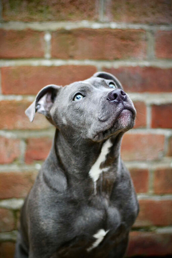 Gorgeous staffy for sale