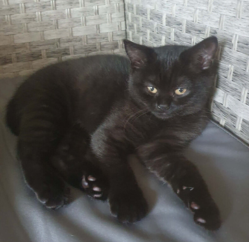 British Shorthair Kitten