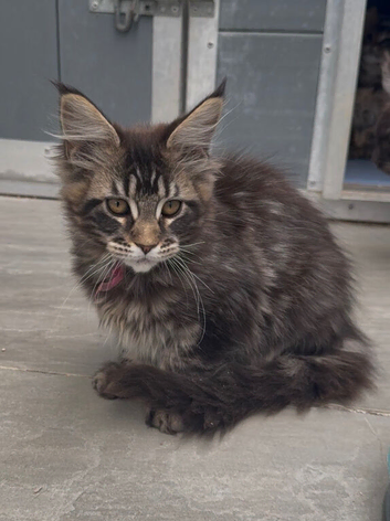 XL beautiful maine coon kittens