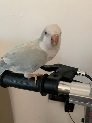 Tame Quaker parrot