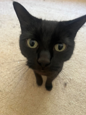 Mum and daughter adult cats