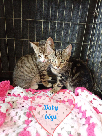 Bengal x kittens ready to leave now