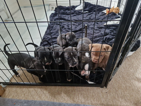 Staffordshire Bull Terrier