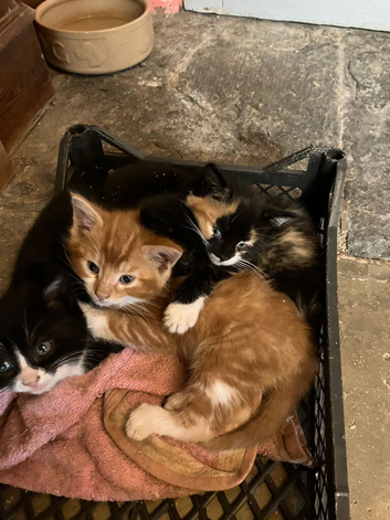 Very cute kittens looking for forever homes