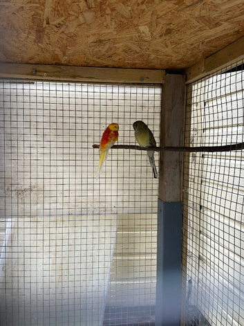 2 red rumped parakeets