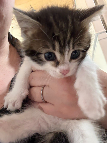 Kitten ready to go