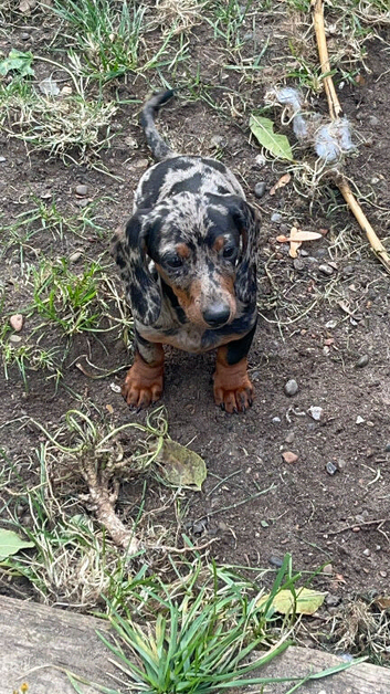Dapple sausage dog puppy