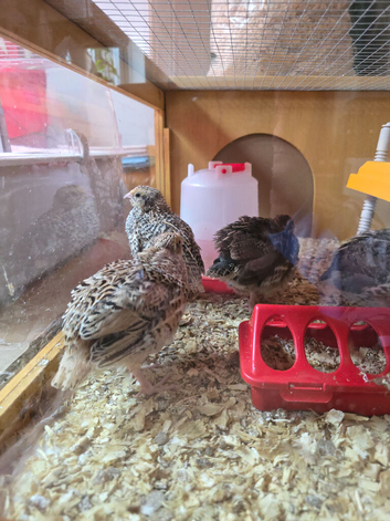 Baby quail jumbo and Japanese