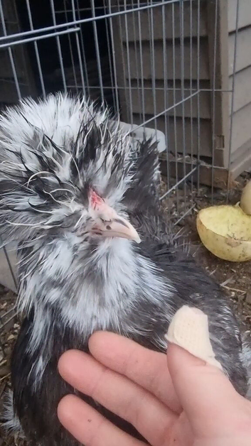 Mottled silkie pullet p.o.l