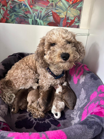 Cockapoo puppies
