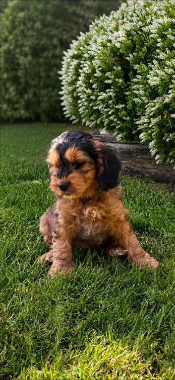 Beautiful Cockapoo F1 Pups