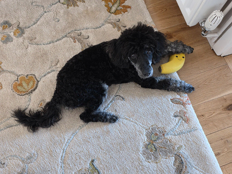 For Sale Miniature Poodle