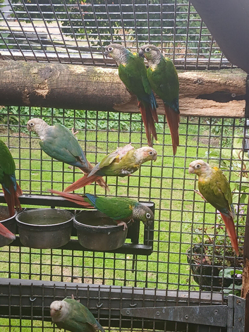 Mixed conures  due to time waster