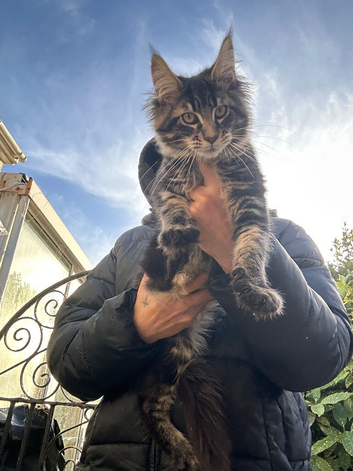 Stunning Maine coon male kit