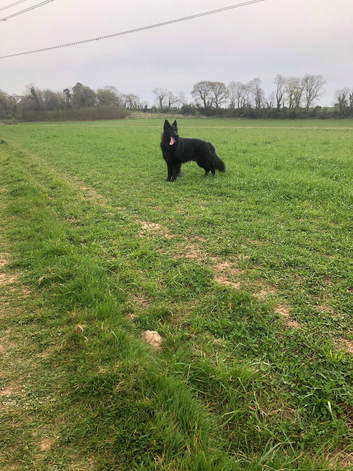 GermanShepherd Stud