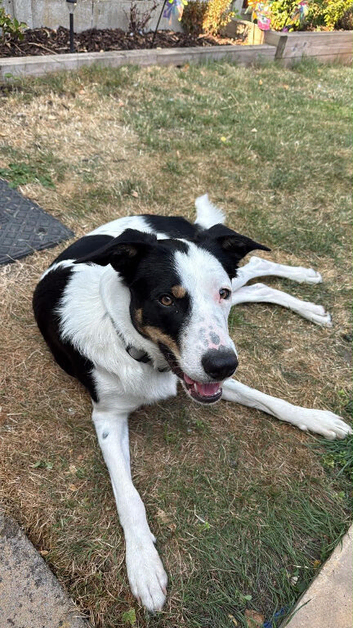 Marley 1 years old border collie