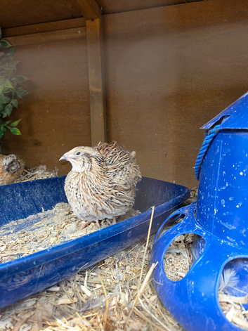 Rare male Pansy fee quails for sale