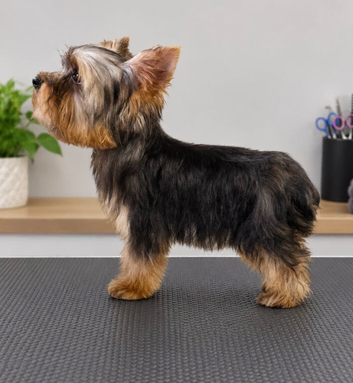 Gorgeous tiny Yorkshire terrier boy