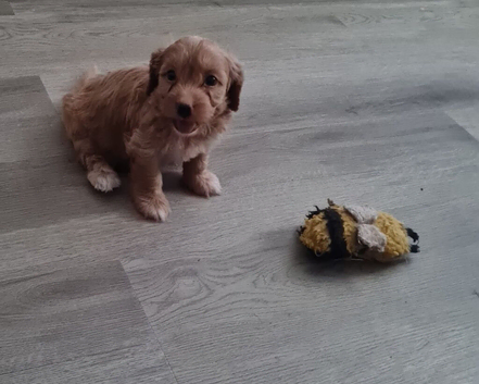 Beautiful Cavapoo Puppies