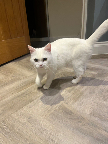 2 white shorthair kittens