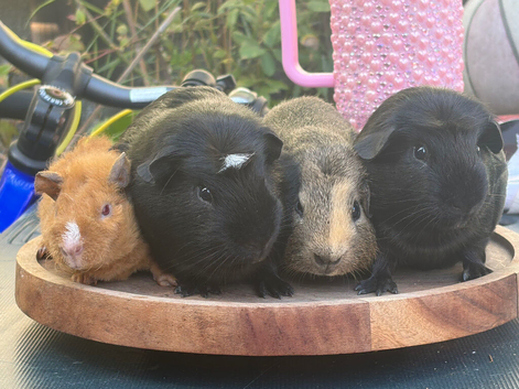Baby/young Guineapig boys