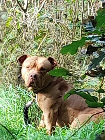 Beautiful male  dog