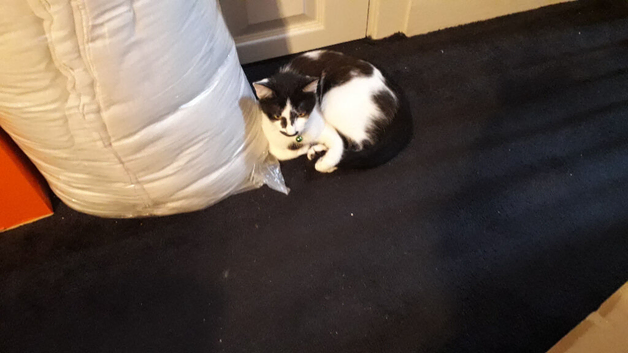 Good  home  needed for 2 sisters