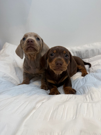 Miniature dachshunds