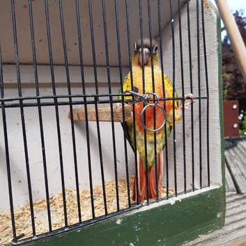 Yellow-Sided baby Conure (Only One left)