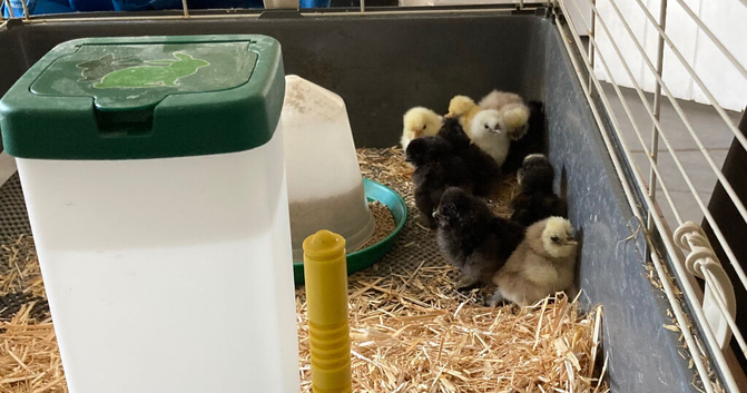 Day old silkie chicks