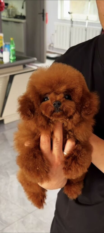 Micro asian toy poodle stud
