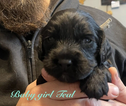 Working Cocker Spaniel Puppies