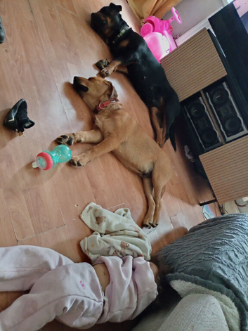 5 month old Rottweiler male